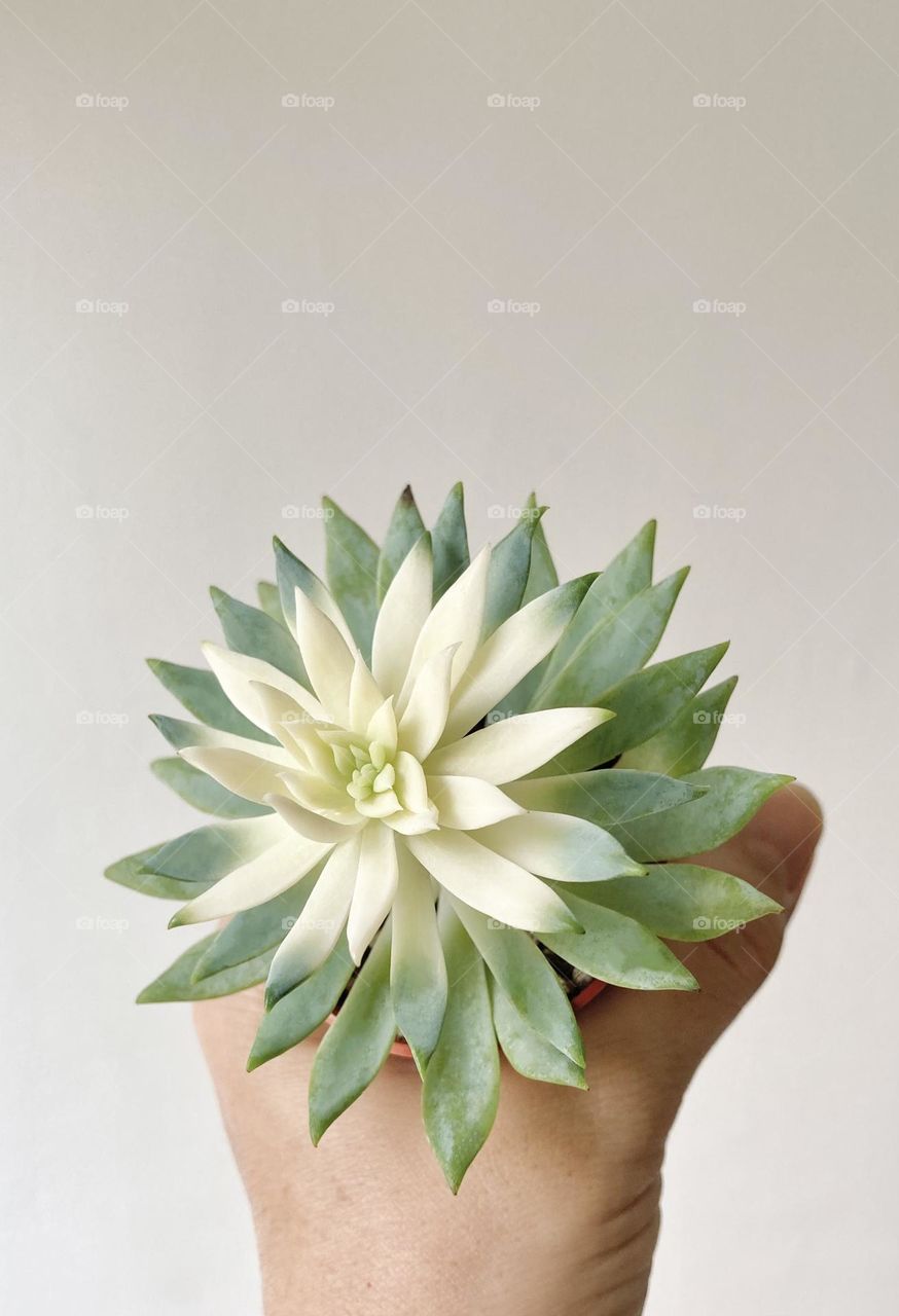 Backgrounds, copy space, hand holding a beautiful variegated succulent 