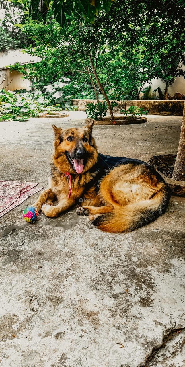 German shepherd Dog | Pastor Alemão