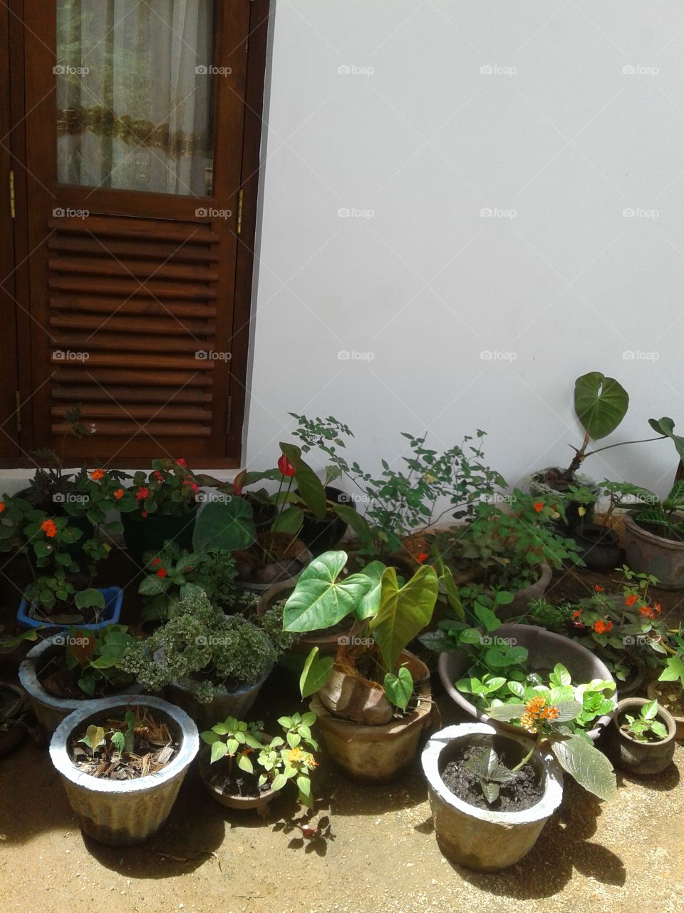 plants near the window with lighten by sunlight