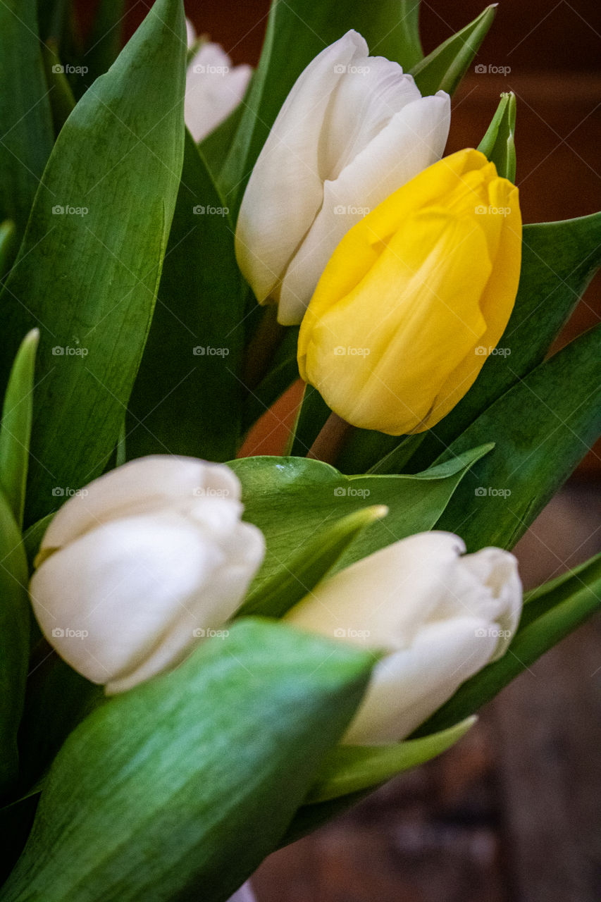 Tulips