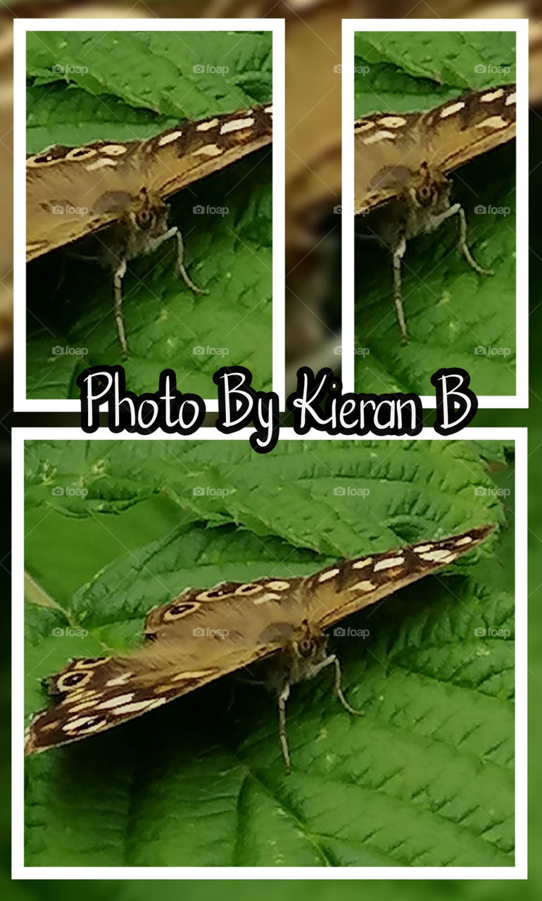 butterflys, Butterflies, Accrington