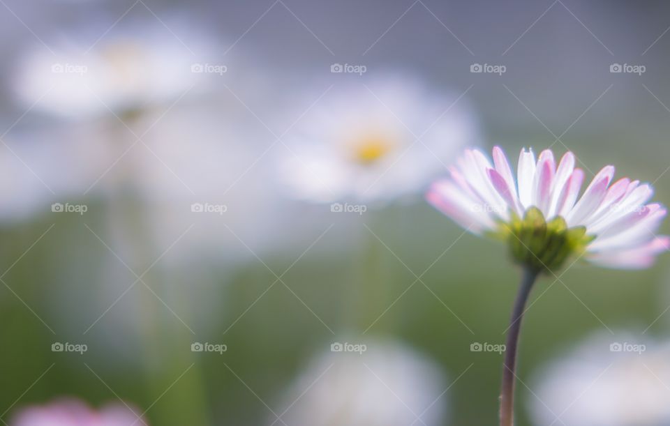 Close-up of a daisy