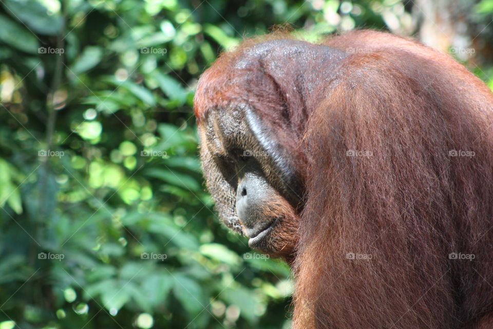 Dominant male orangutan Indonesia March 2014