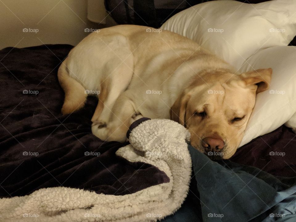 Service Dog On Bed