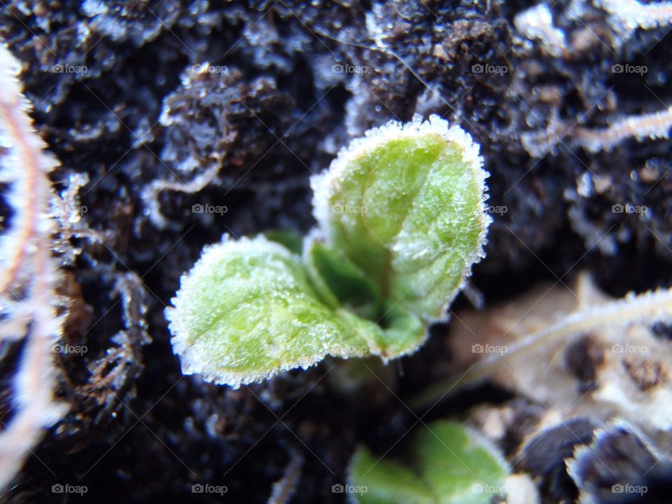 Reaching for the spring