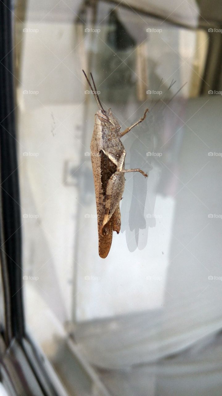 grasshopper in mirror its so nice