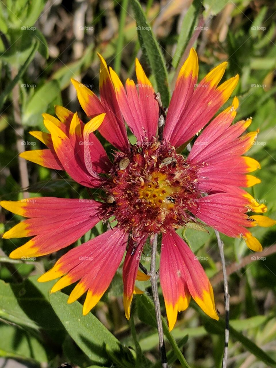 Beautiful Indian Blanket