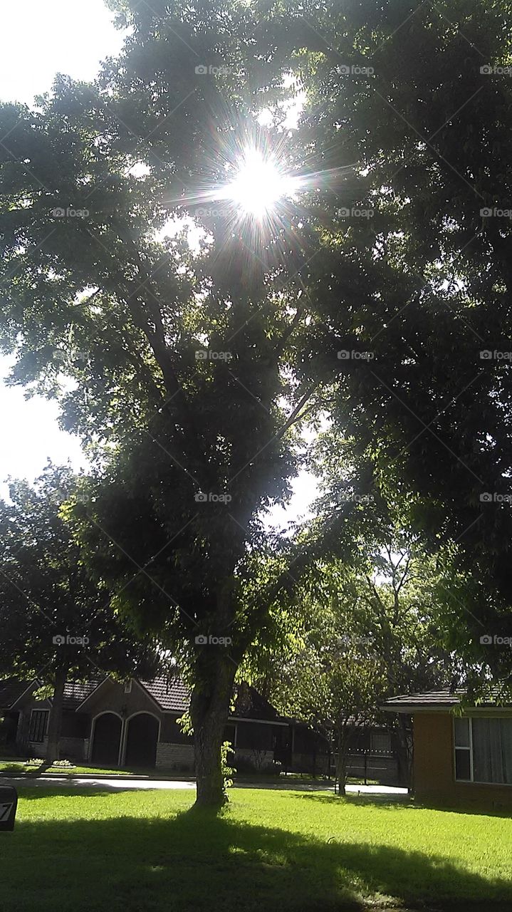 Texas elm tree. the sun was shining bright through the limbs