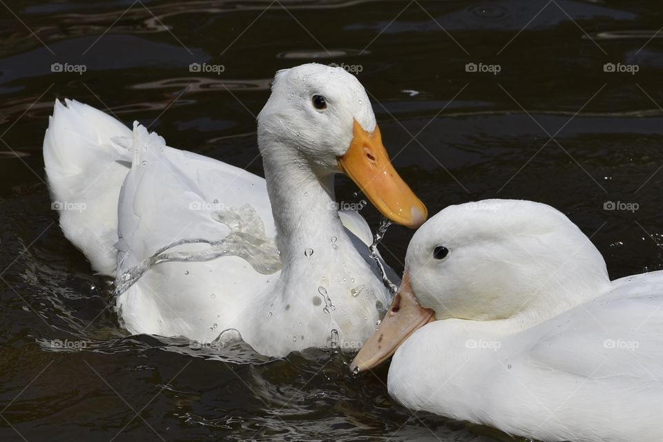 White Ducks