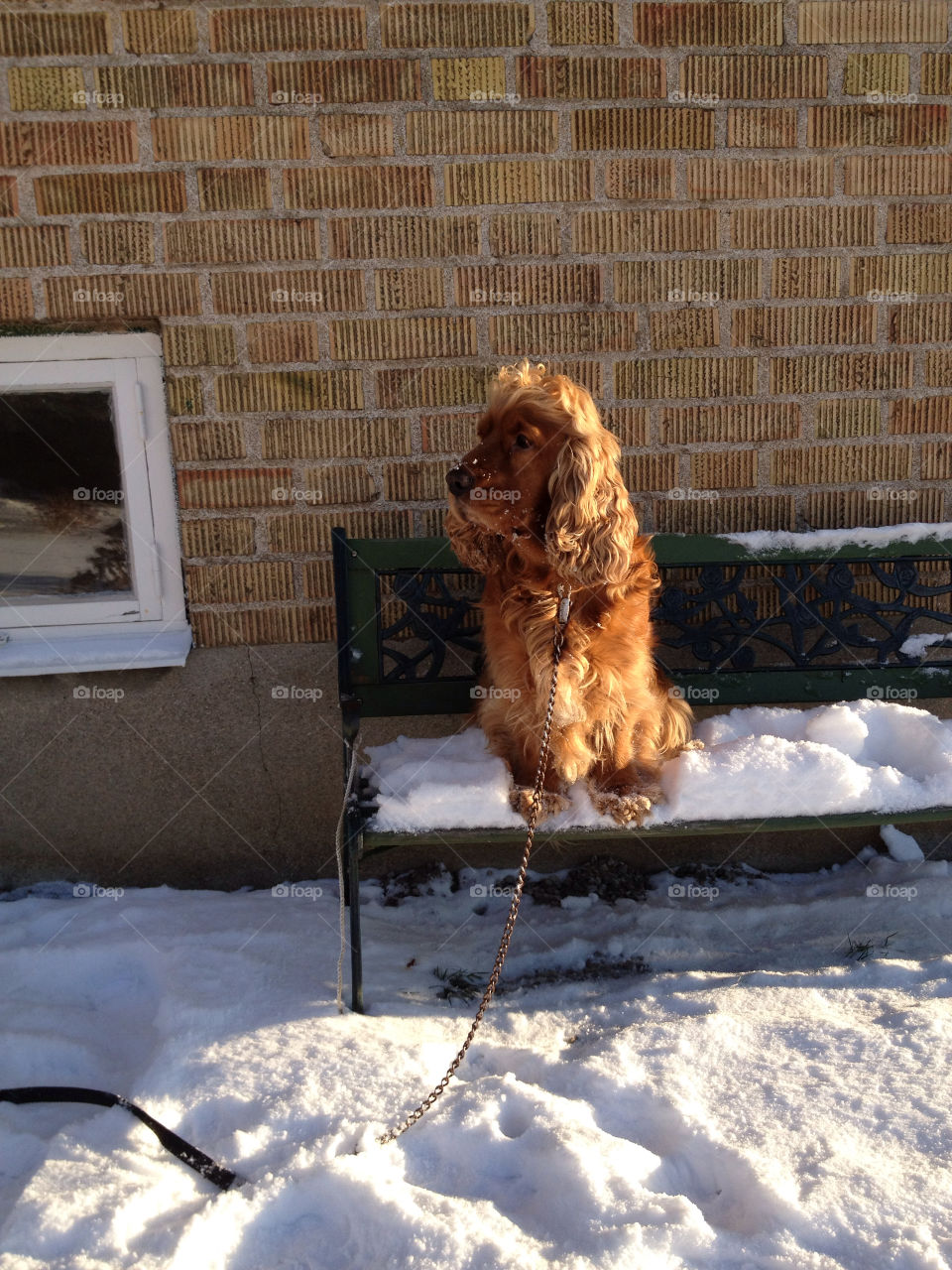 cute dog. winterday