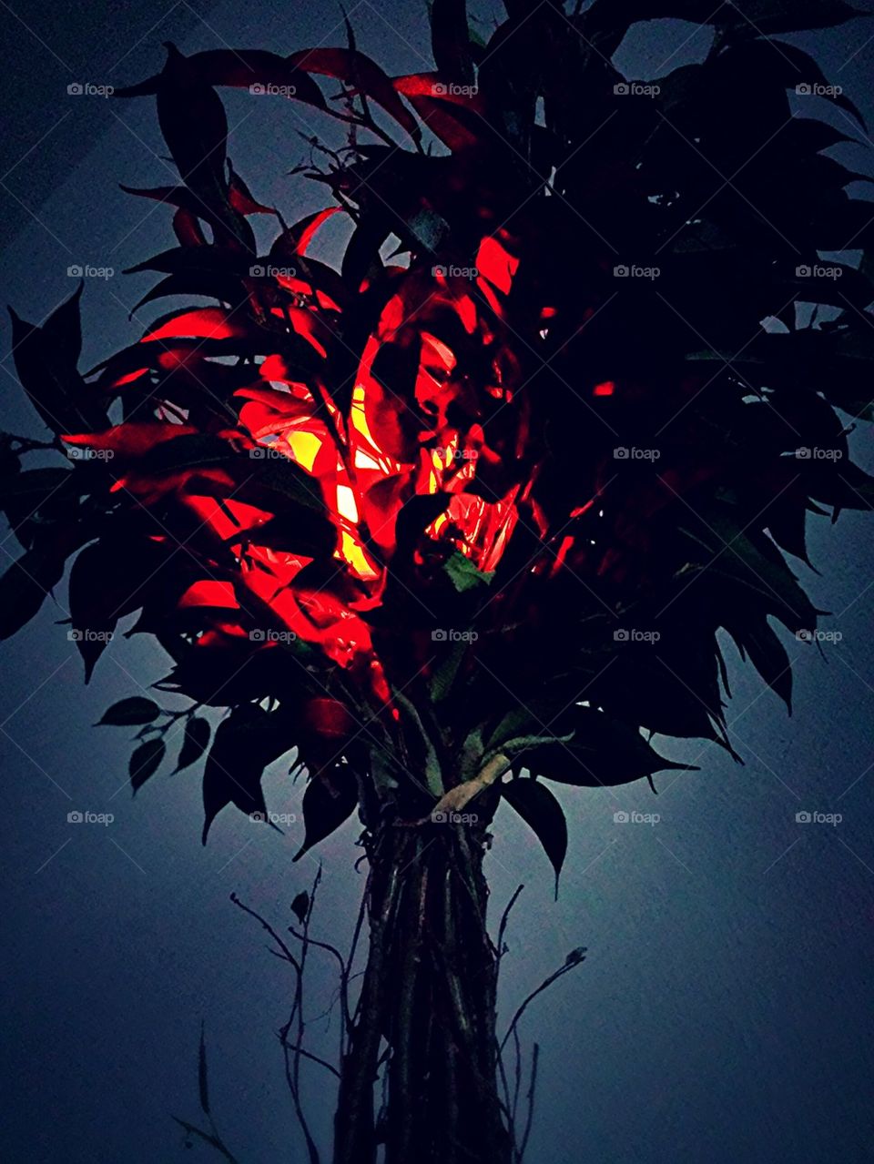 Red Light Tree