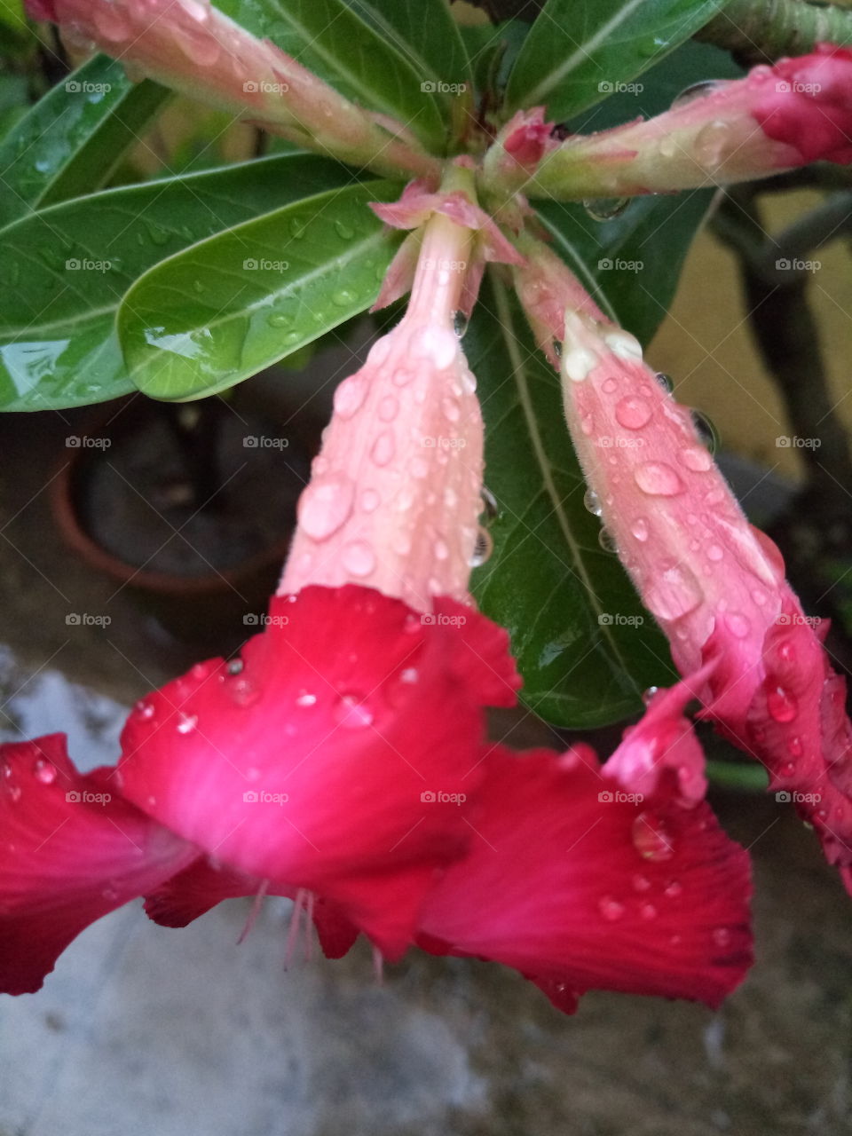 flowers  and rain drops