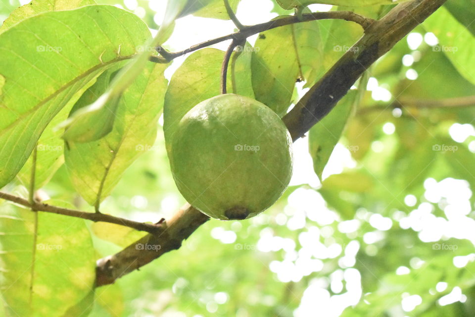 guava froot on tree