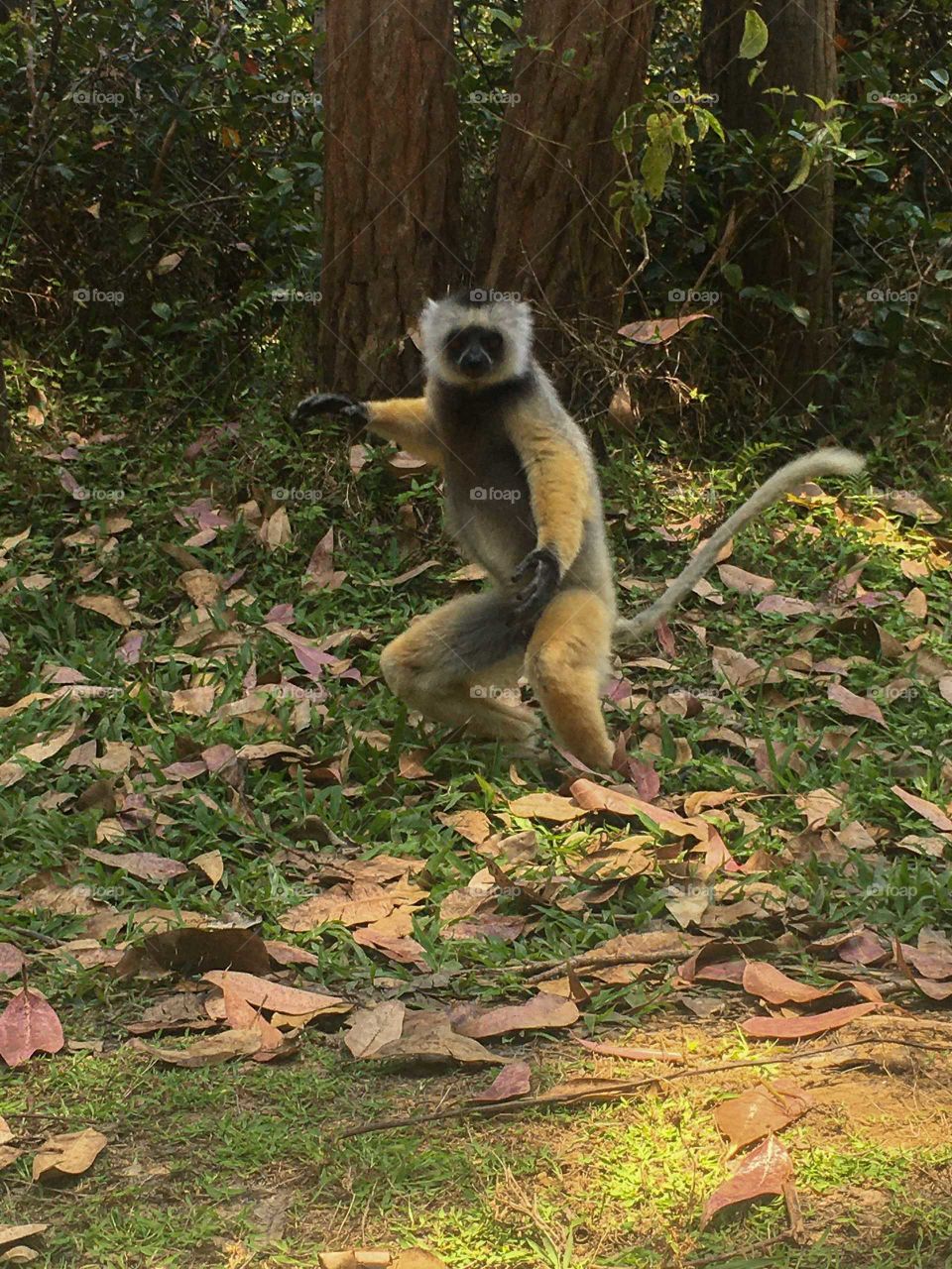 leamer jumping, falling leaves