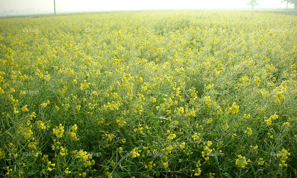 mustard field . yellow 