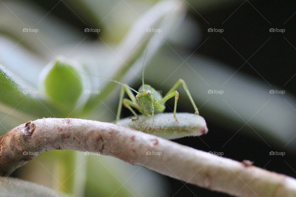 Grasshopper