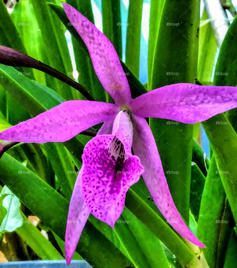 orchid