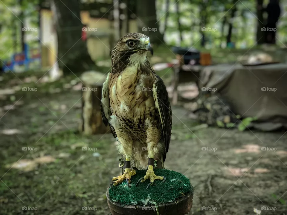 Hawk at the fairgrounds looking majestic 