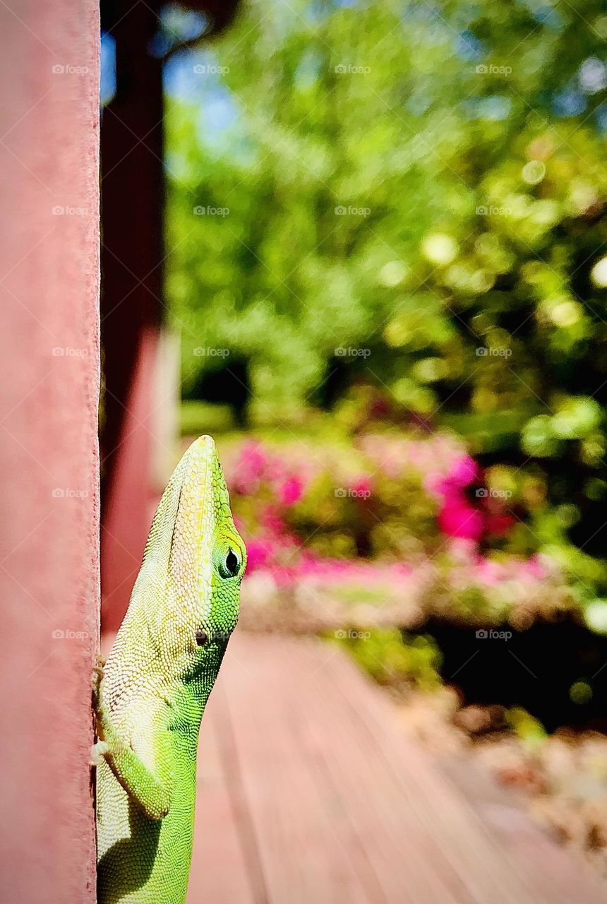 Bright green anole on post by spring azalea blooms 