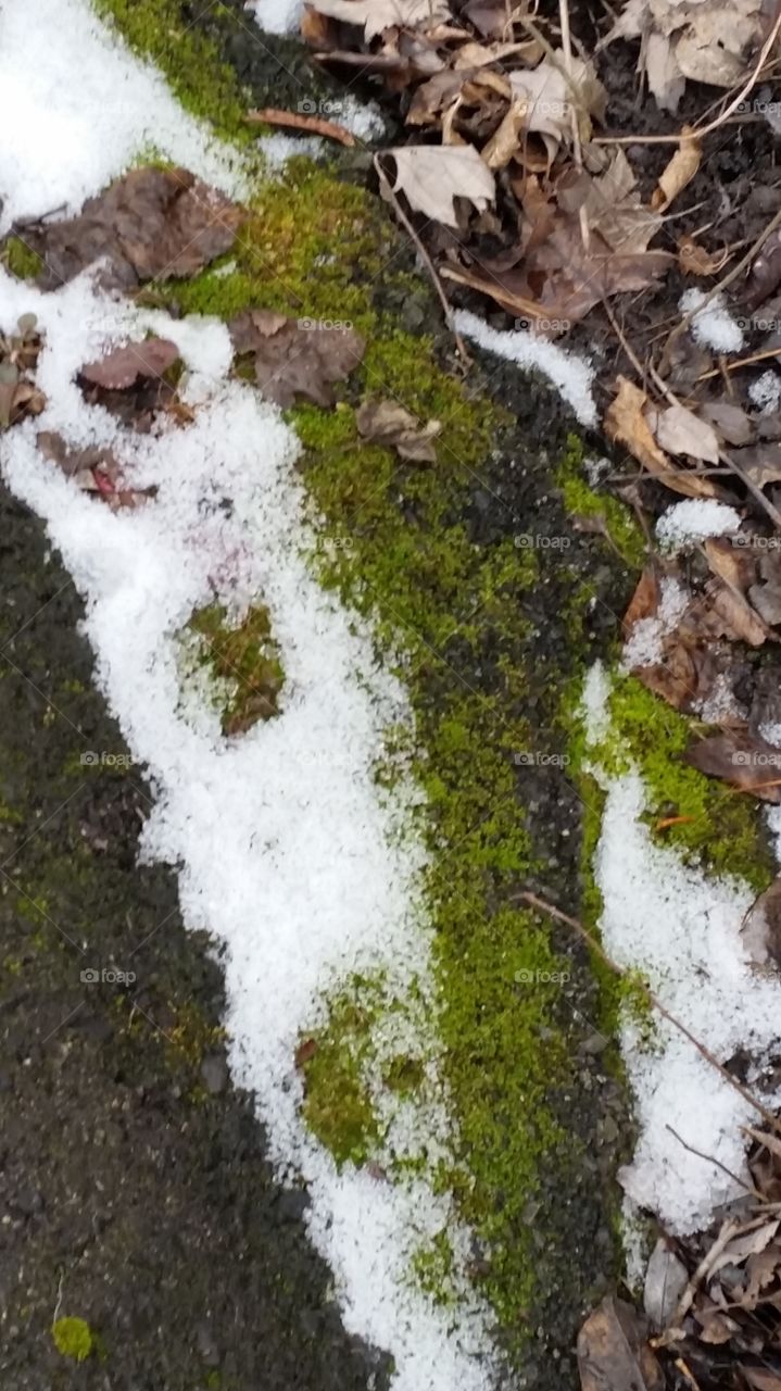 Moss and Snow