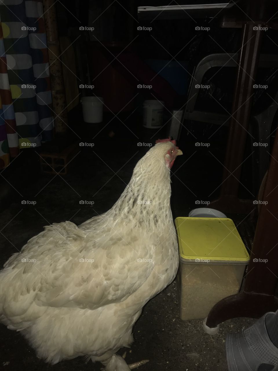 La más consentida de la casa, se llama Lupita la cuidamos y pone huevos todos los días, la cuidamos y ya la adoramos en la 🏠