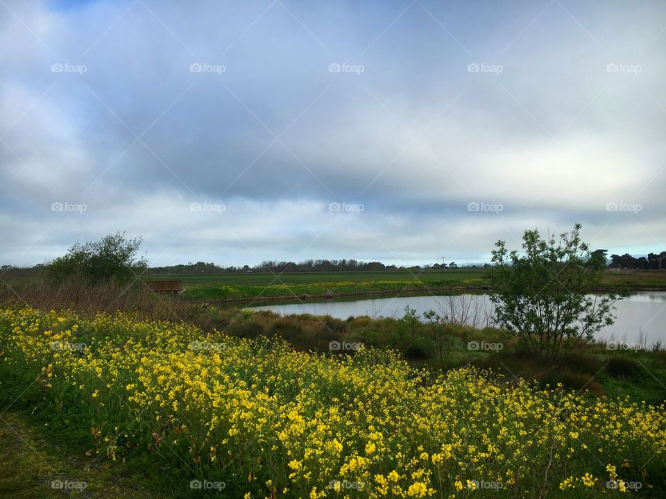 Yellow flowers blooming at he marsh