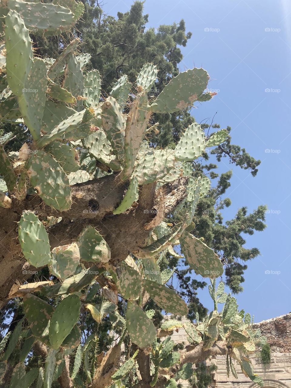 Cactus in Turkey Sunny holidays I’m Turkey. Walk in the cute city and charming streets by the beach in Kusadasi. perfect blue sky and ocean view. Beach and the shore. To travel is to live. Gorgeous tall palm trees.