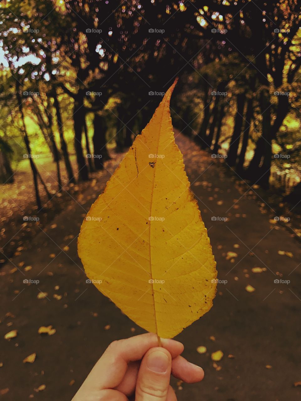 Leaf, Fall, Tree, Nature, No Person