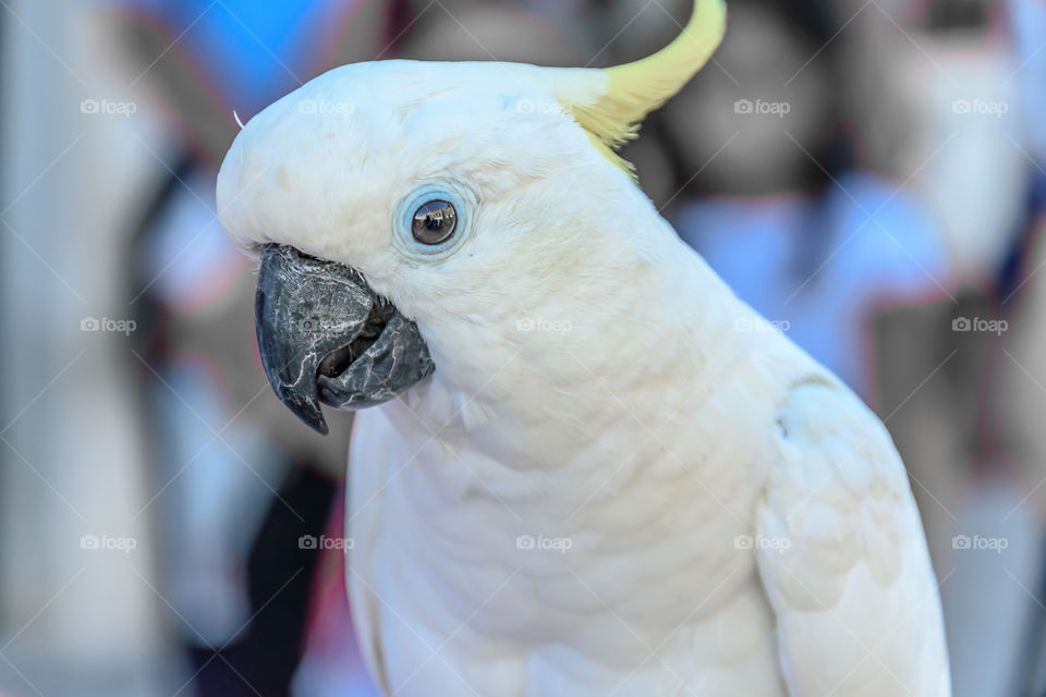 Sulphur crested cockatoo