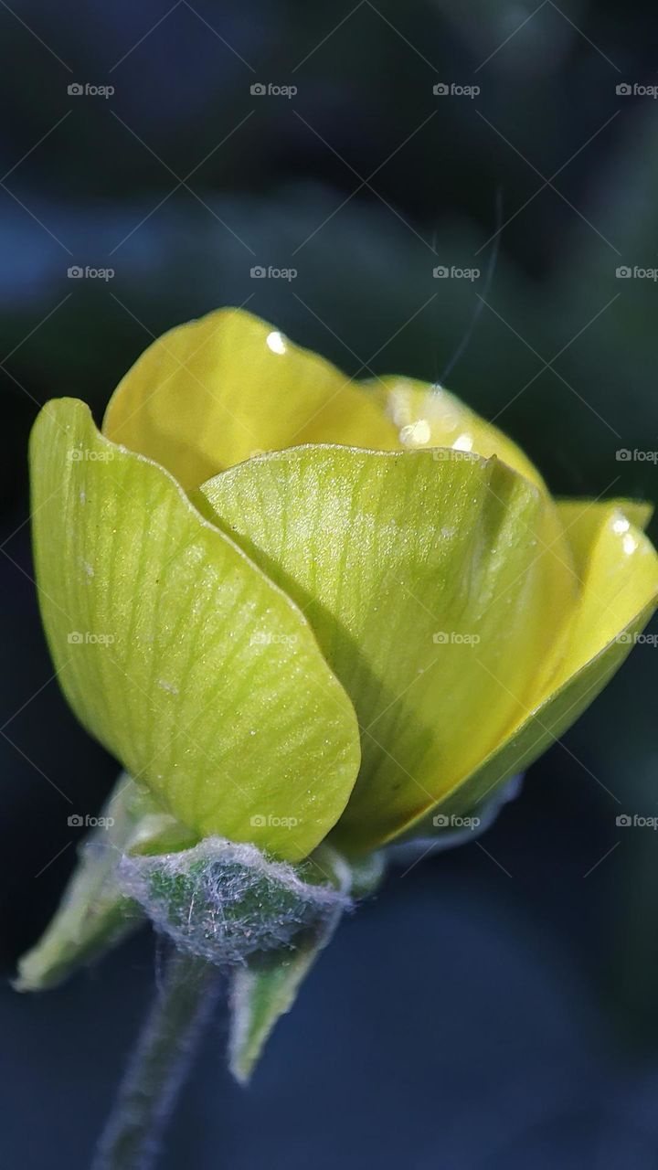 Macro photo of flower growing in the garden