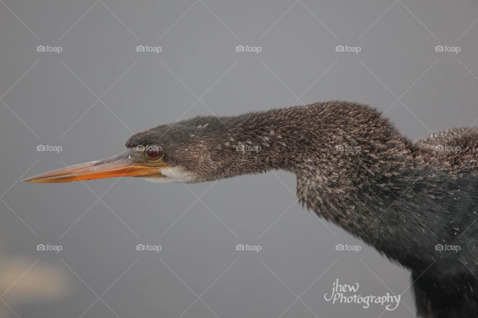 Anhinga