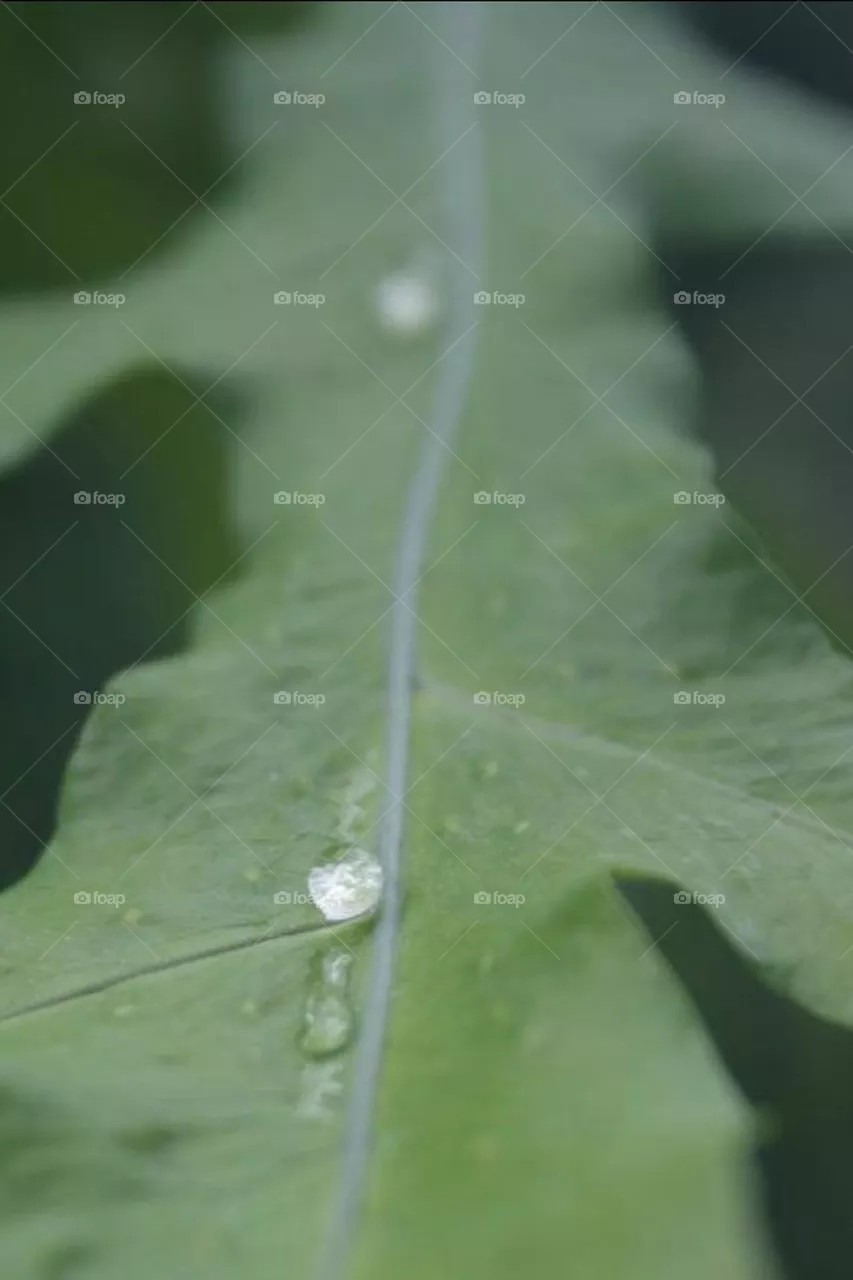 Leaf