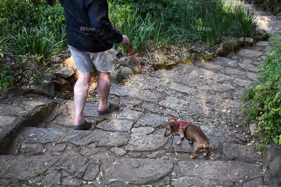 Tropical garden greenery in the botanical garden at the park, travel in garden with benches, explore on the stone walkway and path, walking the dog outdoors on a leash, hiking fitness, motivation to move, peace recreation and wanderlust and colourful