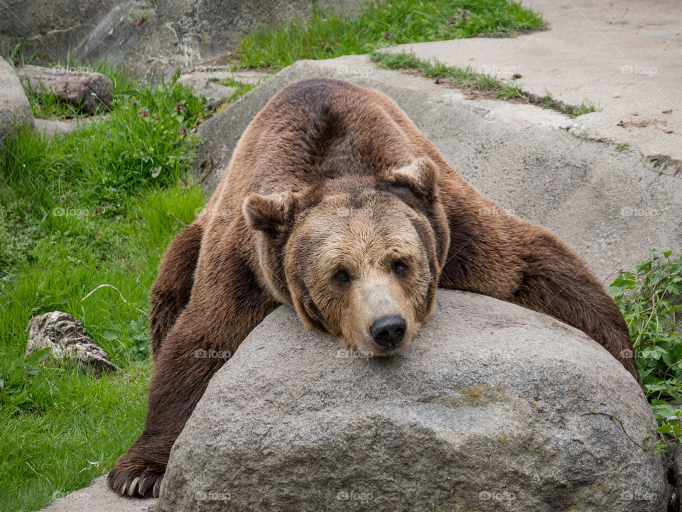 Eurasian brown bear on the rock