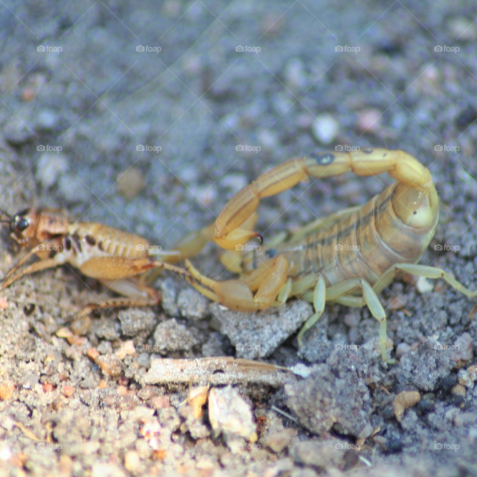 food insect eat africa by geebee