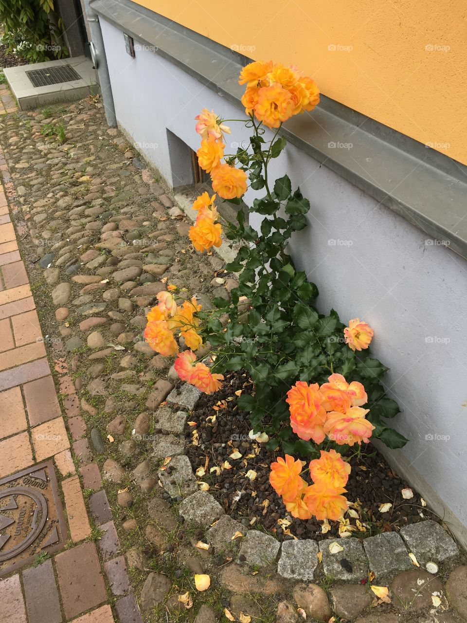 Orange rose