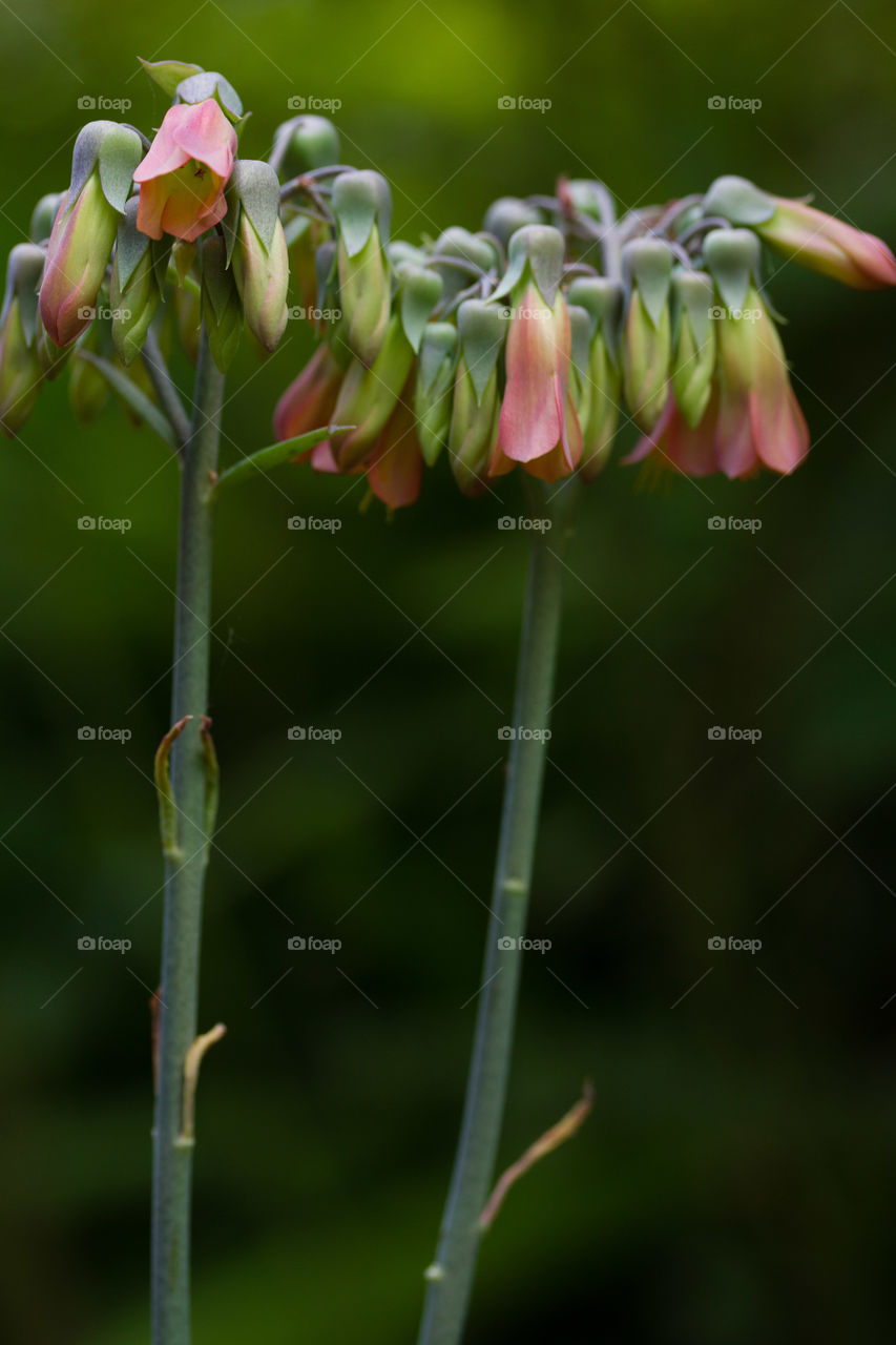 Flowers found in my garden 