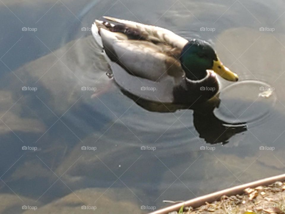 Majestic Duck on water