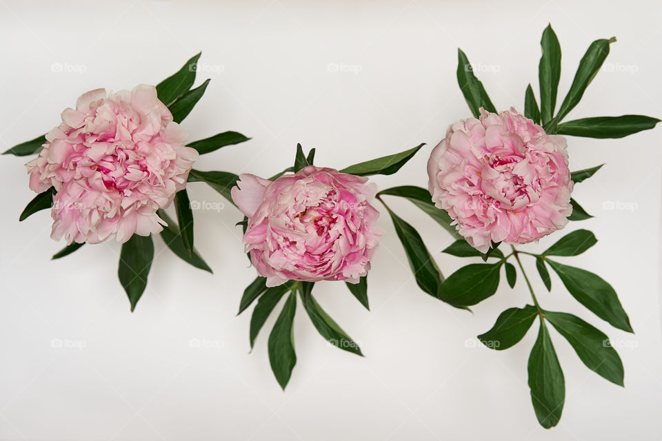 Three blooming peonies on a light background 