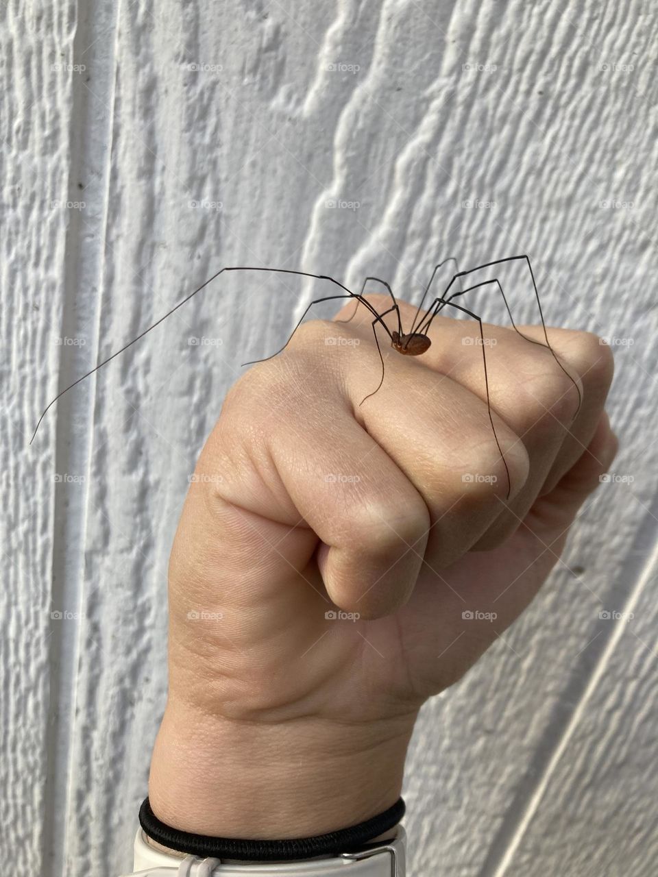 Spider Sitting on hand 