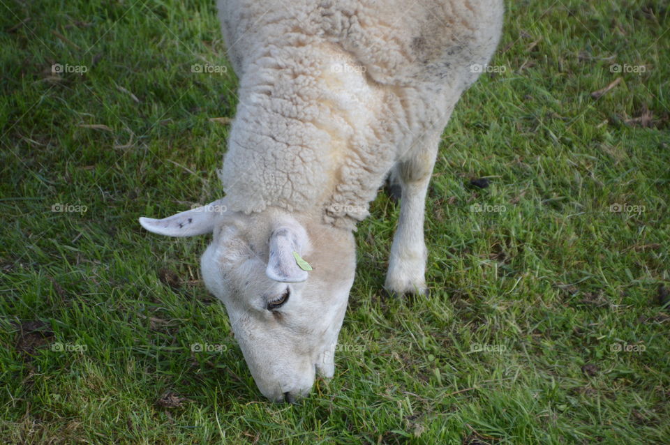 Sheep Eating Grass