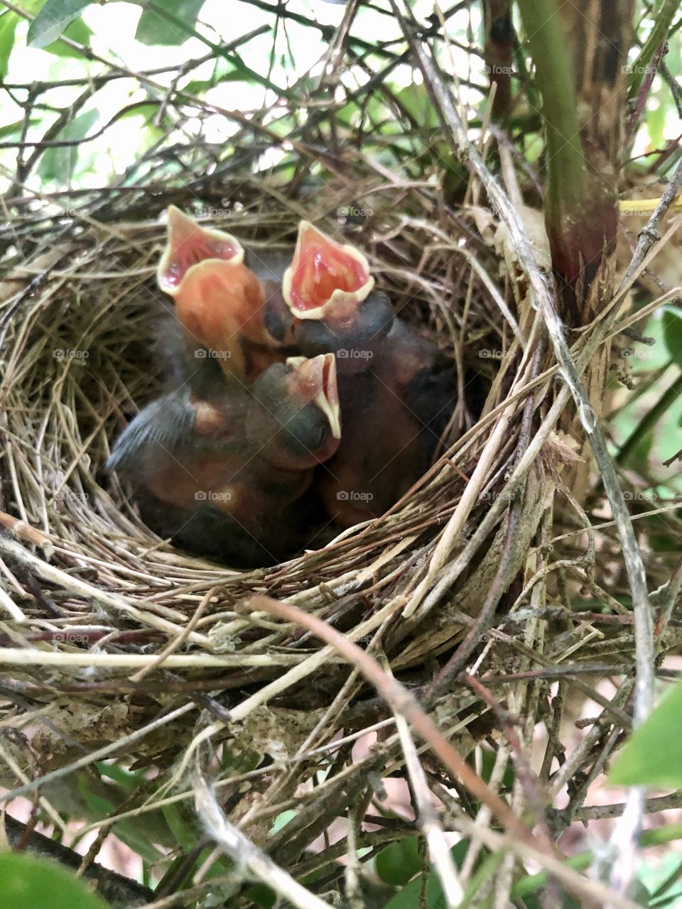 Baby birds with beaks open waiting for food 