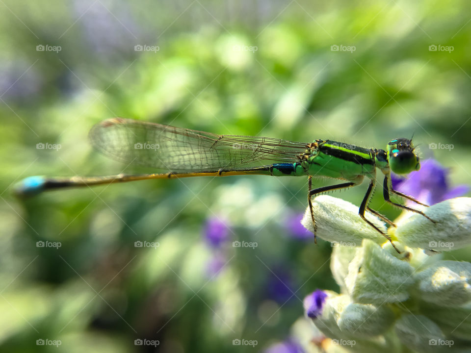 Close up a little dragonfly on flowers