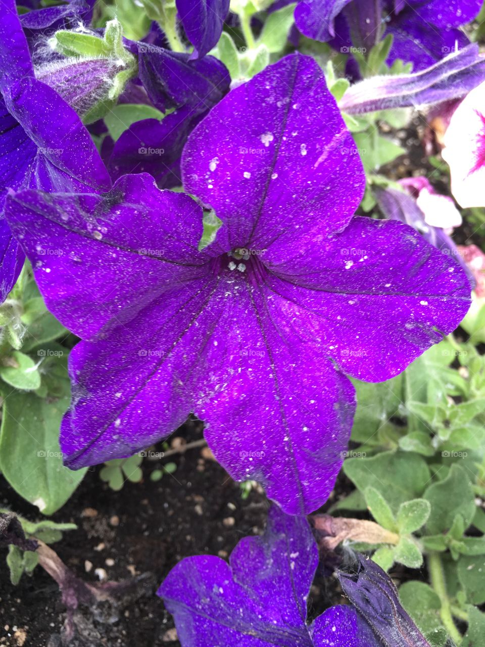 Purple petunia