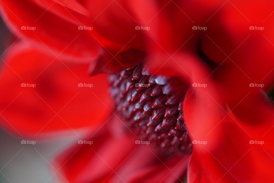 Close-up of red dahlia