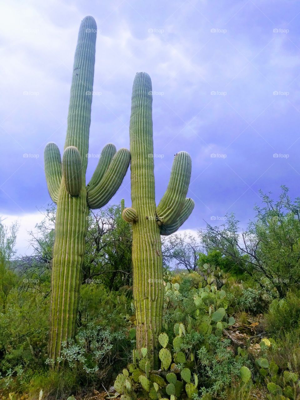 friends in the desert, two saguaro keeping each other company