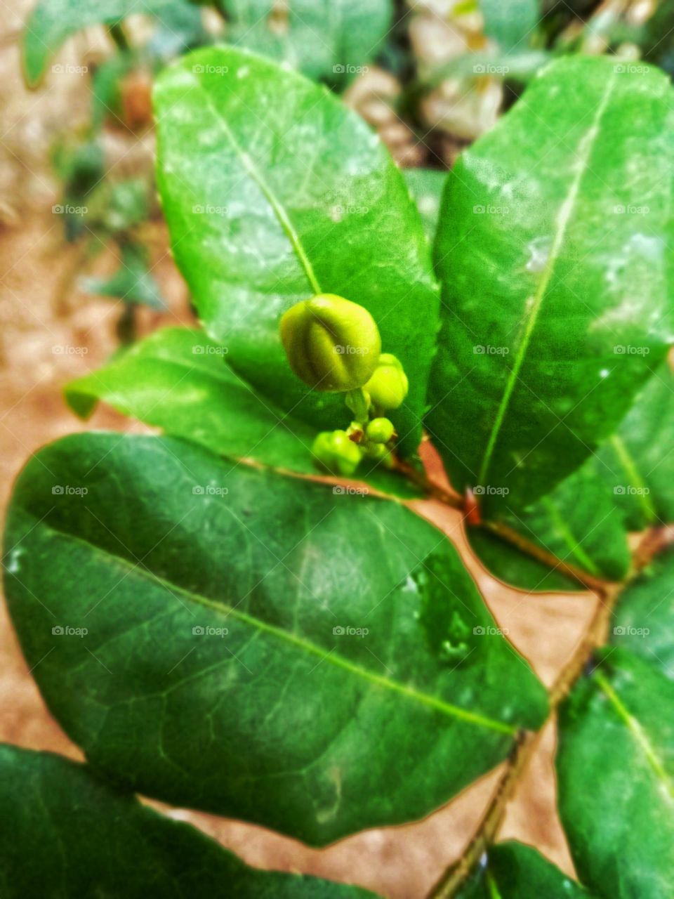 a flower bud in our garden