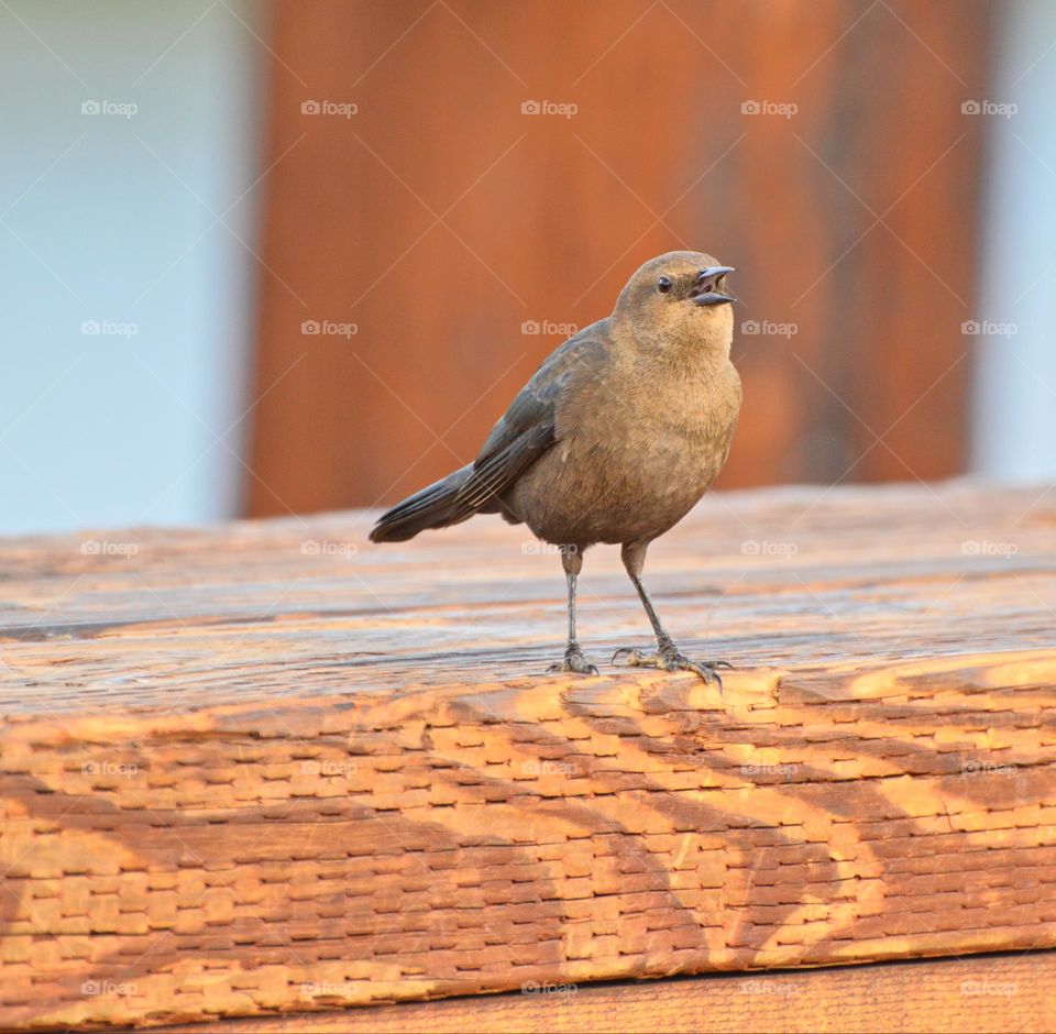 Songbird singing a song perched on a wooden ledge