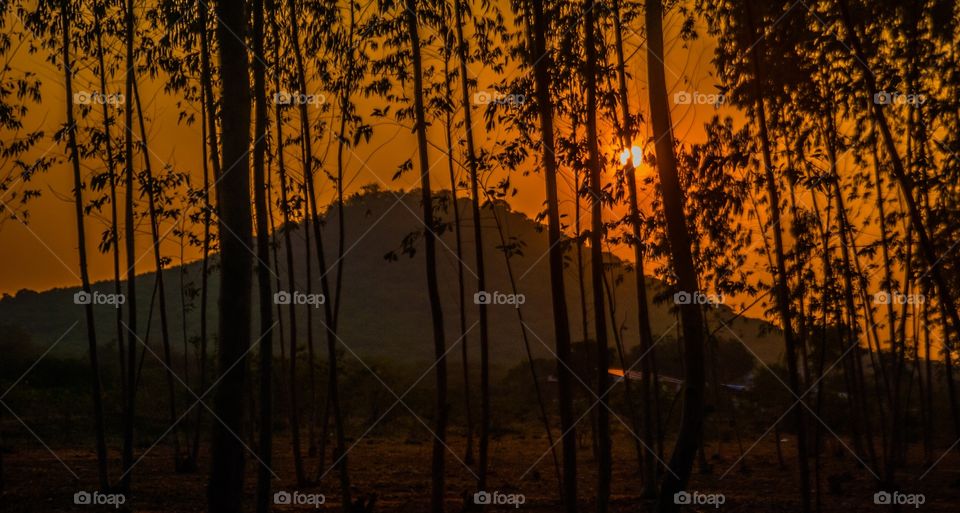 Silhouette of trees and mountains