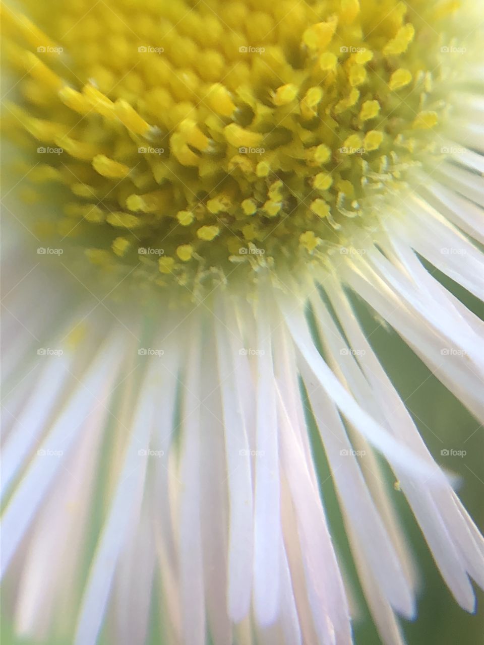 Flower- macro photography 